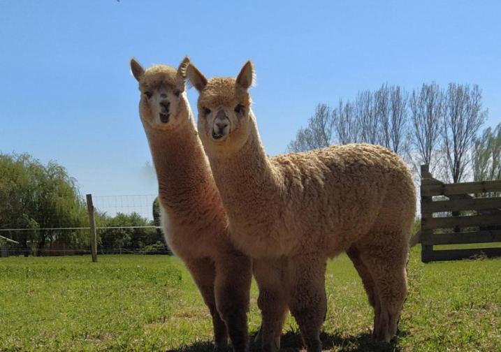 Bed and Breakfast Domaine Ramonjavel, Glamping & Alpaca'S Fongrave Exterior foto